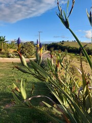 aloe vera plantation