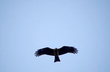 鳶