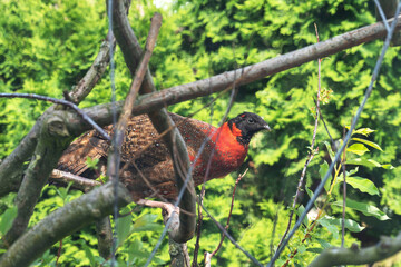 rotschwarzes Wildhuhn