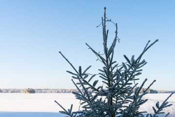 Fresh snow on a sunny winter day in Sweden
