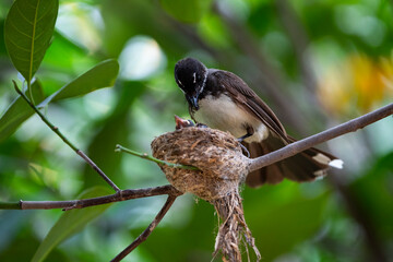 Sunda Pied Fantail