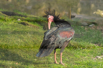 Waldrapp