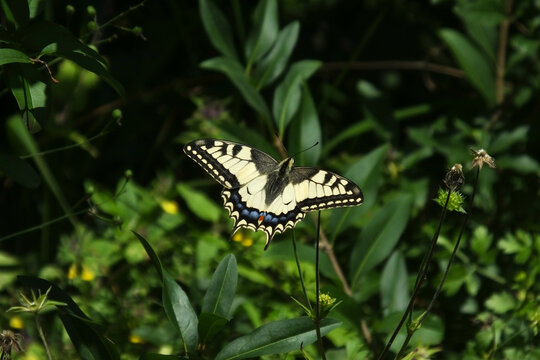 Old World swallowtail (Papilio machaon) perched on green plants with open wings
