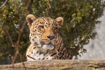 persischer Leopard