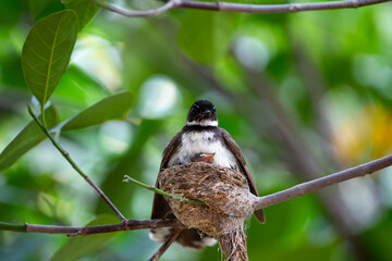 Sunda Pie Fantail
