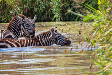 Fototapeta na wymiar A group of zebras playing in a waterhole. Taken in Kenya