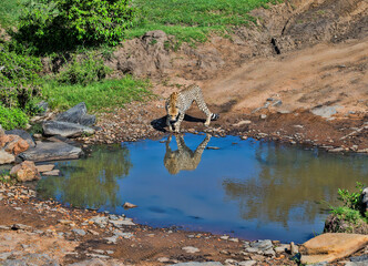 A cheetah drinking at a waterhole. Taken in Kenya