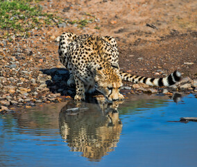 A cheetah drinking from a waterhole. Taken in Kenya