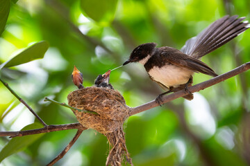 Sunda Pied Fantail