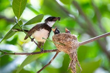 Sunda Pied Fantail