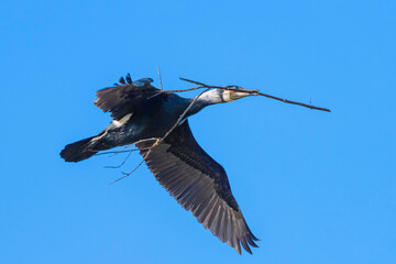 Kormoran beim Nestbau