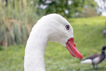 Close up of a white duck.