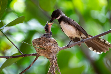 Sunda Pied Fantail
