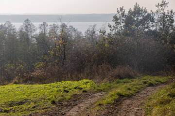 misty day in the forest