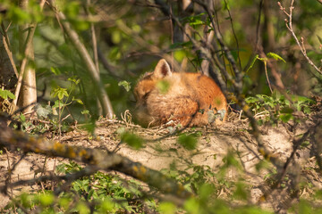 Fototapete bei efototapeten.de bestellen   
