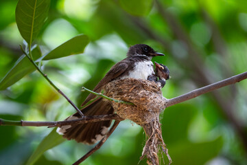 Sunda Pied Fantail