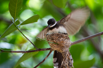 Sunda Pied Fantail