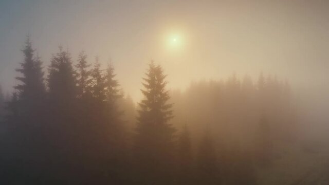 Spruce forests on a mountain of traditional alpine landscape in the Carpathians, Ukraine, sunrise after rain, fast flowing rivers of fog time lapse video