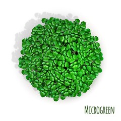 Obraz na płótnie Canvas Micro greens in pot vector realistic isolated
