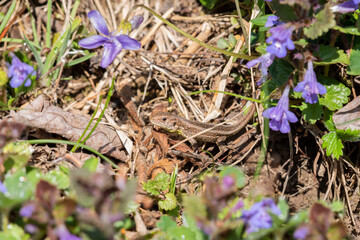 Zauneidechse im Frühling