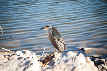 Black-crowned Night Heron