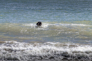 Dog swimming in the water. Middleton Beach, Christchurch, New Zealand