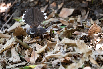 Sunda Pied Fantail