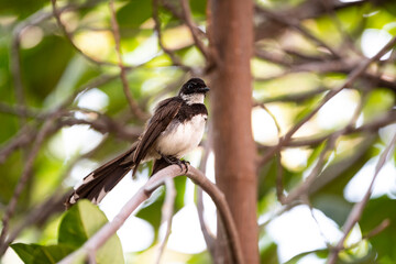 Sunda Pied Fantail