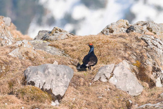Birkhahn im Fr&uuml;hling