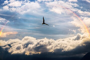 Bird flying in a cloudy sky. Auckland New Zealand