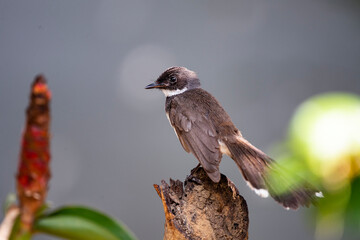 Sunda Pied Fantail