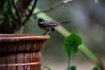 Sunda Pied Fantail