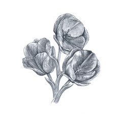 A bouquet of tulips depicted in pencil