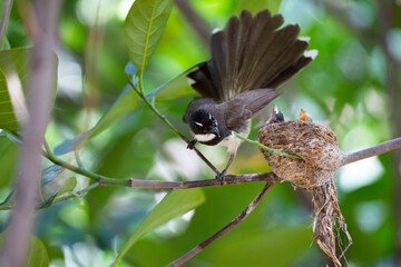 Sunda Pied Fantail
