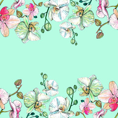 Double border of orchids