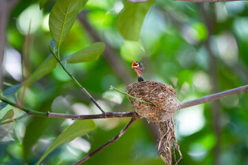Sunda Pied Fantail