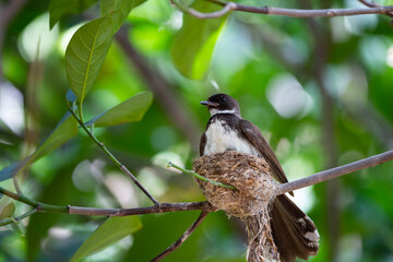 Sunda Pied Fantail