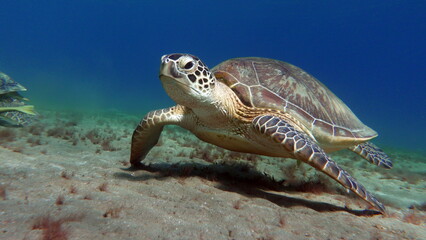 Obraz premium Big Green turtle on the reefs of the Red Sea.