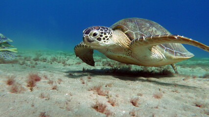 Obraz premium Big Green turtle on the reefs of the Red Sea.