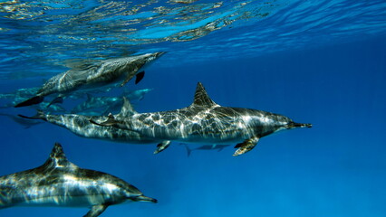 Dolphins. Spinner dolphin. Stenella longirostris is a small dolphin that lives in tropical coastal...