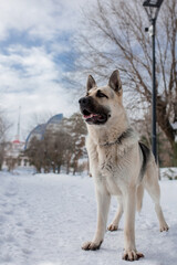 East European Shepherd dog in winter