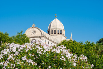 View of the St James cathedral at city of Sibenik, Croatia. Beautiful oleander bush in bloom in...
