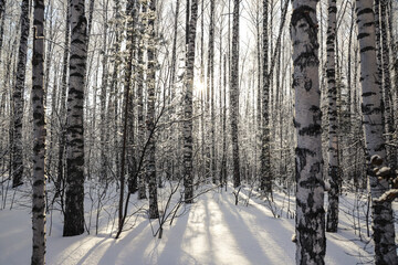 Dawn in the snowy forest. Beautiful view