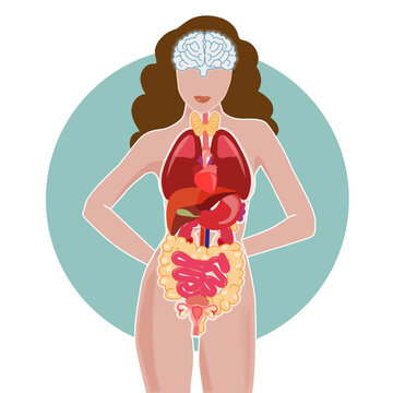 Organs internal body view of a woman body