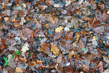 Colourful Damp Fallen Autumn Leaves on Footpath 