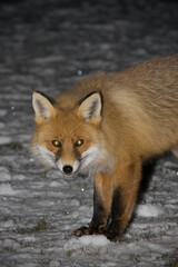 fox in the flash