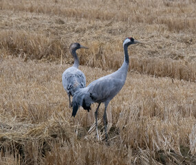 Crane birds in Camargue, Winter
