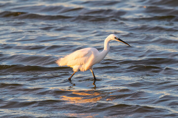 Great egret in the marsh of Camargue, France