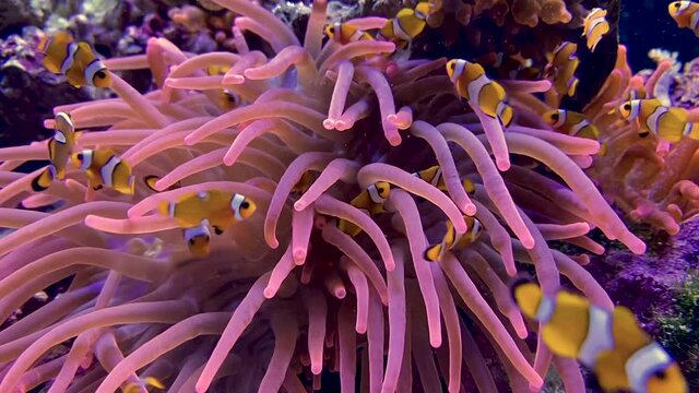 Clown anemone fish with anemone