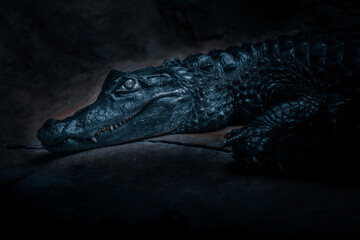 Portrait of a crocodile Dark and dramatic style image
